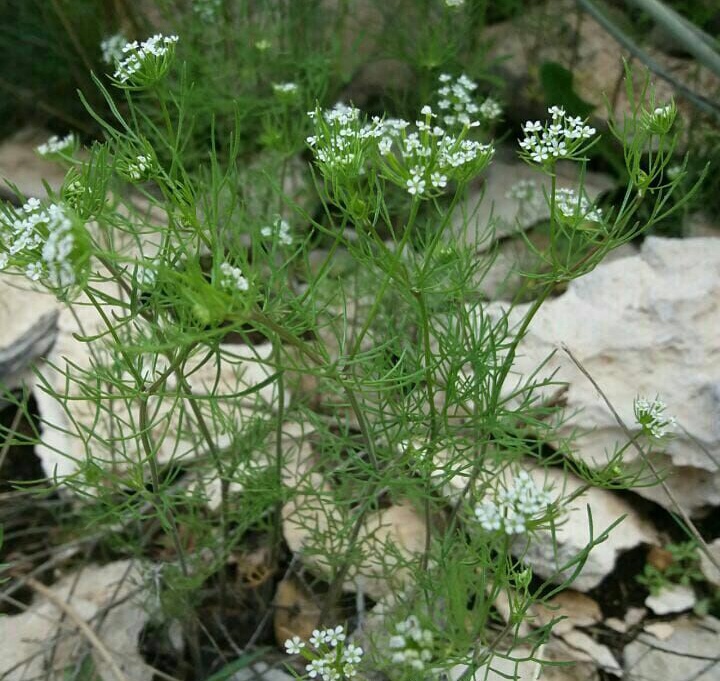 شانه ونوس ستاره ای
